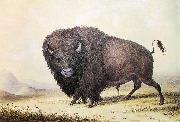 unknow artist George Catlin Bull Buffalo France oil painting artist
